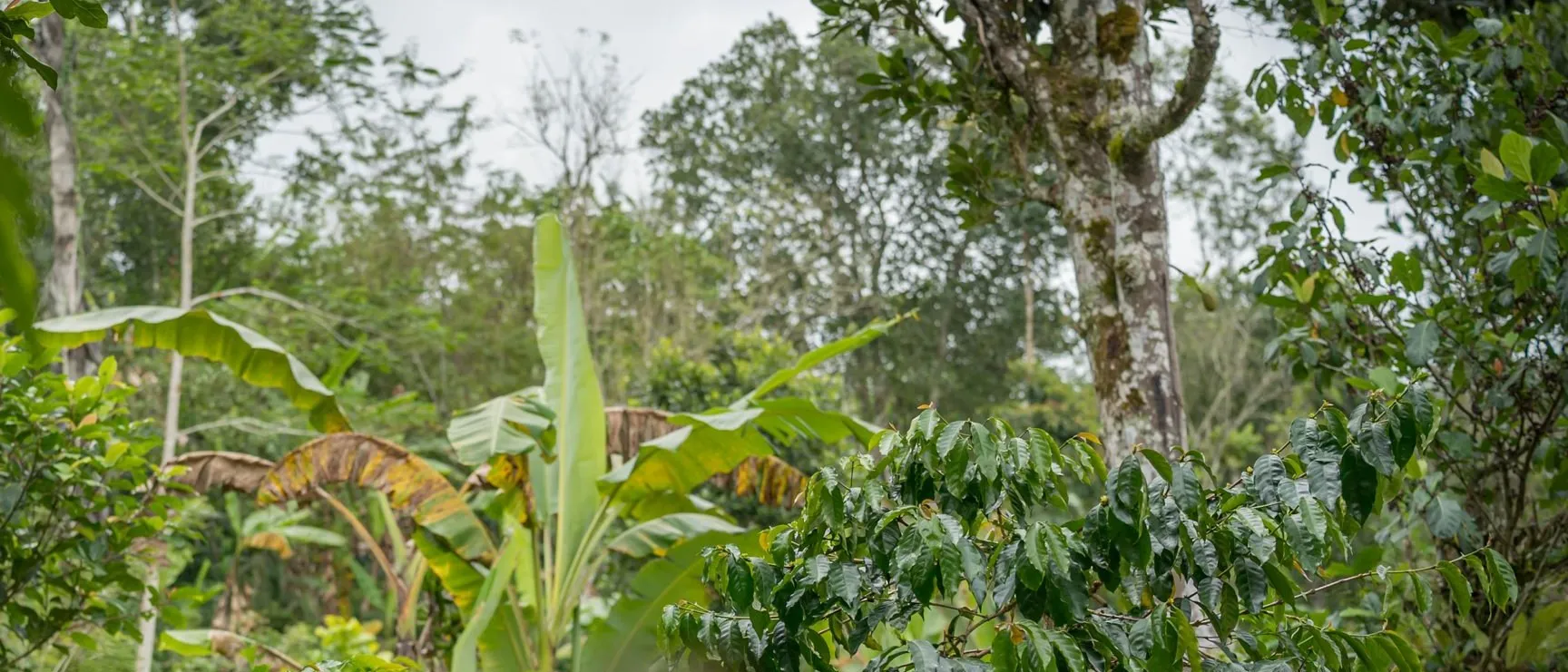 Coffee shrubs growing beneath banana plants and tall shade trees