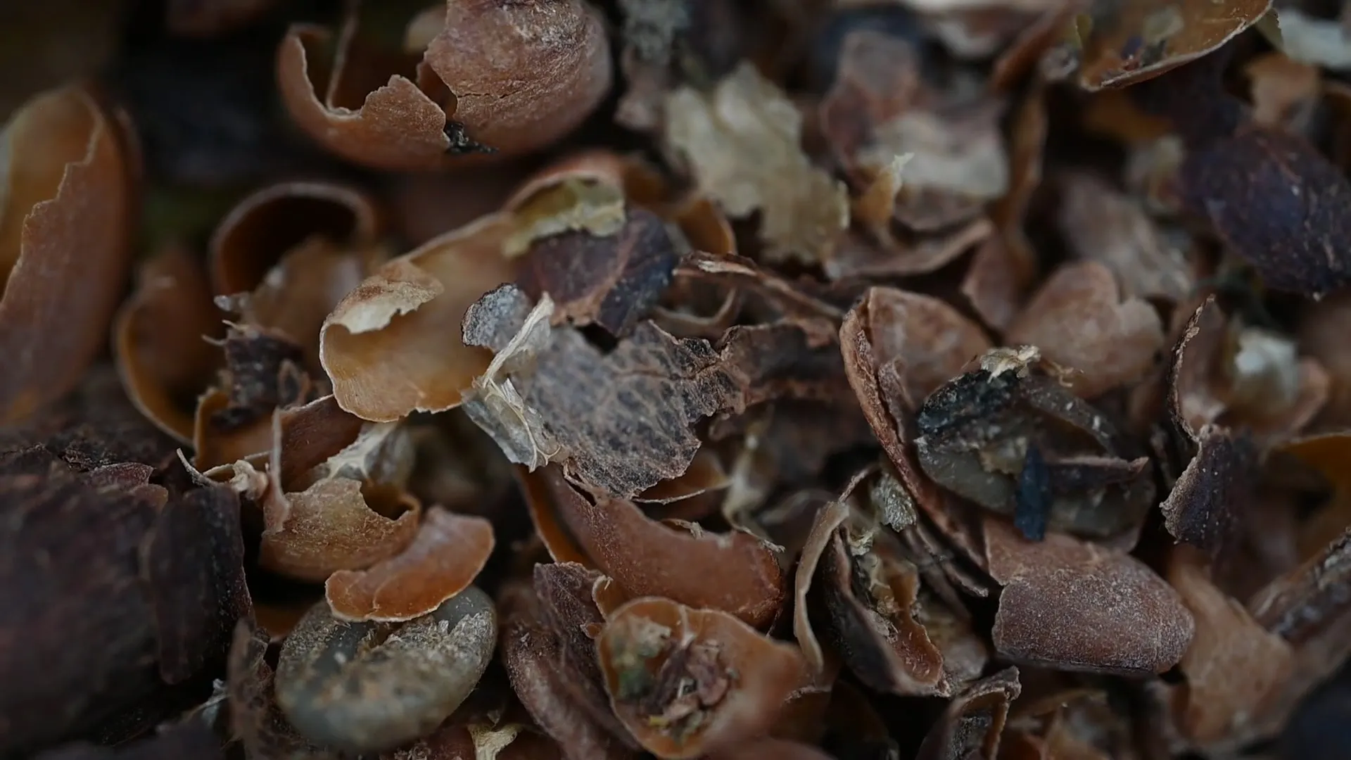 Macro photograph of hulled coffee: curled dried cherry skins, papery parchment and green beans