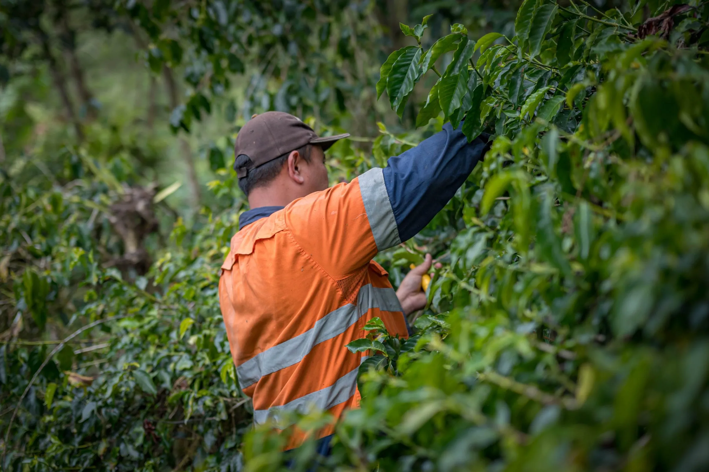 A picker in an orange high visibility shirt reaching into a coffee tree