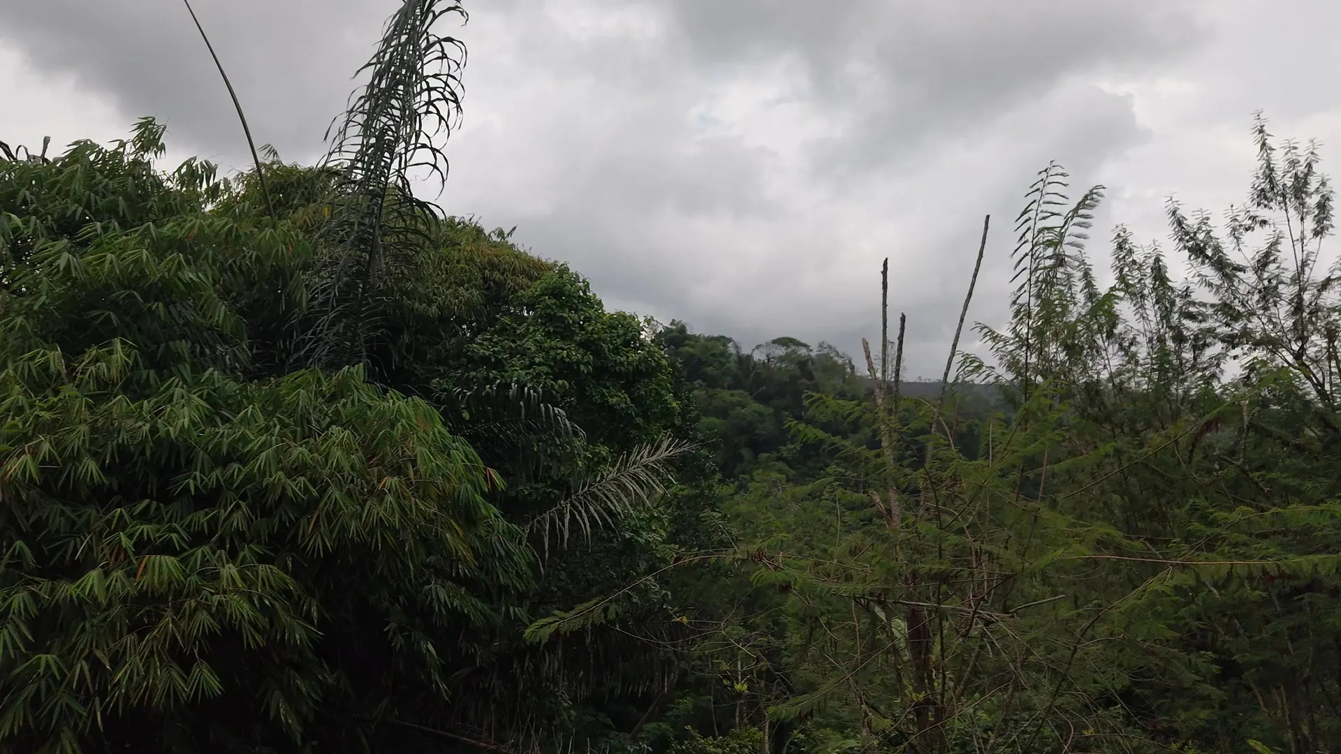 Forested ridge above the coffee plots, seen from the drone
