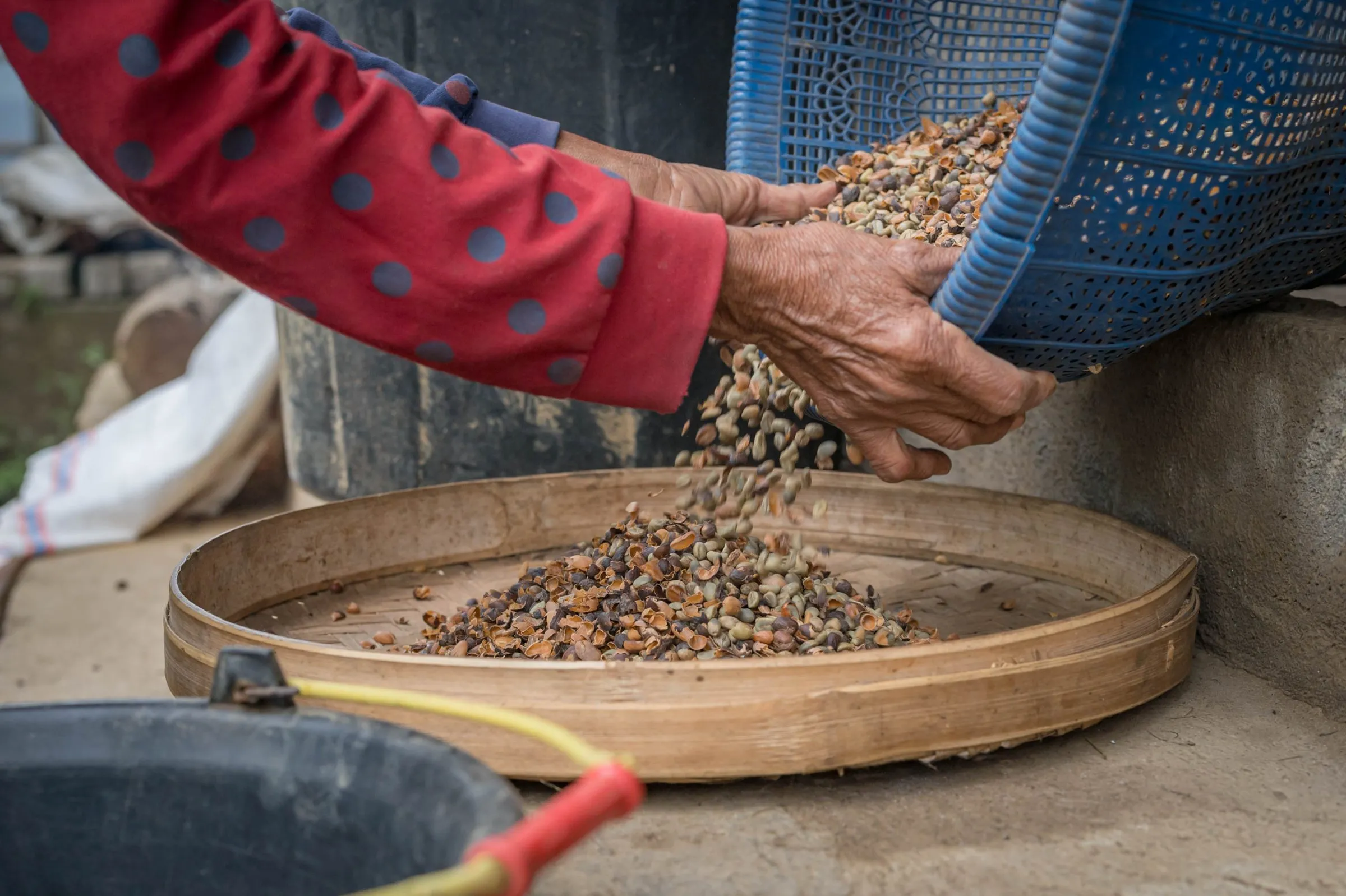 Hands sorting green coffee on a bamboo sieve